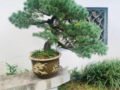 -上海醉白池公园