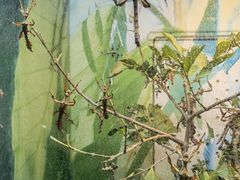 -上海大自然野生昆虫馆(东方明珠·爬宠昆虫探索中心)