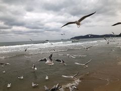 -海云台海滩