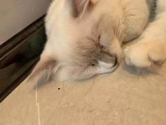 -猫咪博物馆(顶澳仔猫街店)