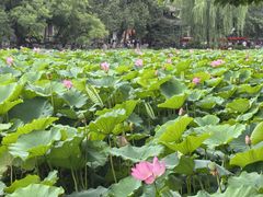 -莲池书院博物馆