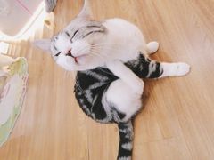 -COLOR PETS 撸猫馆·购猫·猫咖(长风大悦城店)