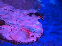 -芜湖新华联大白鲸海洋公园