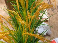 -金太阳海鲜烧烤·本地人餐厅(孙家沟店)