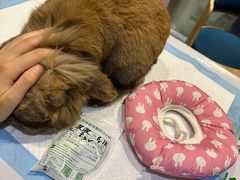 -雨林宠物医院 非犬猫异宠专科