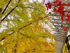 -三里屯东五街银杏大道