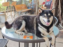 -柴犬高等学院·狗咖·柴犬售卖·宠物训练