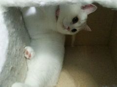 -喵的天空名猫咖啡馆·撸猫·猫舍·用品