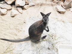 -北戴河圣蓝海洋公园