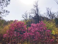 -北京鹫峰国家森林公园