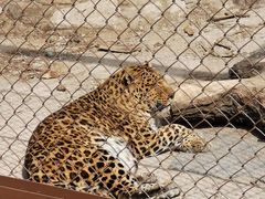 -大连森林动物园