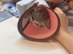 -御宝贝·A梦猫科宠物医院(国际猫友好医院)