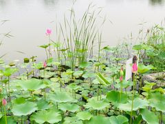 -西海子公园