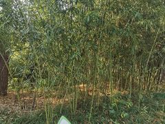 -安吉竹博园