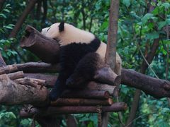 -成都大熊猫繁育研究基地