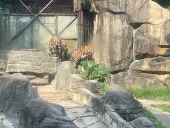 -深圳野生动物园