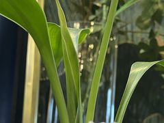 -大视光学•LINDBERG林德伯格•全球手工眼镜集合店(王府井店)