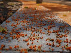 -远洲凤凰山庄臻味全日餐厅