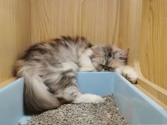 -屋虎猫馆(宝安大仟里店)