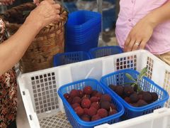 -西山樟坞健康果园枇杷杨梅采摘