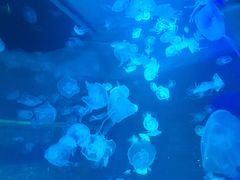 -大明湖海底世界