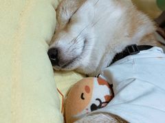 -逗柴咖啡屋·狗咖猫咖宠物桌游