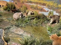 -陕西自然博物馆