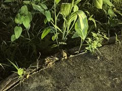 -满族八旗正宗牛肉面