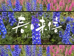 -东平国家森林公园