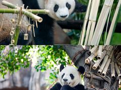 -灵玲国际马戏城
