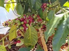 -Torch Coffee 炬点咖啡