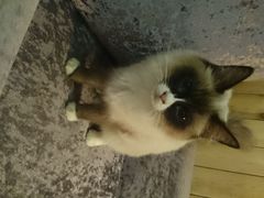 android_upload_pic-猫色咖啡·猫咖