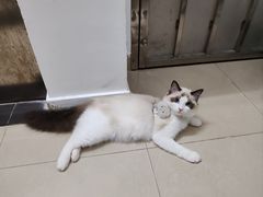 -千城康桥宠物医院·猫科·骨科·心脏