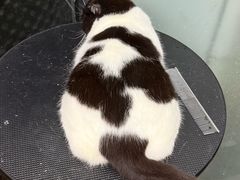 -PETKIT小佩宠物·低压洗护(国顺东路店)