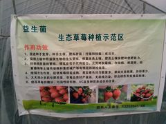 -尚田草莓姑娘白草莓采摘基地