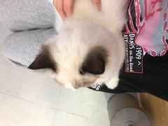 -Heymao猫咖.咖啡厅(东门店)