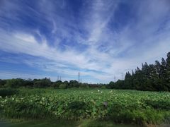 -上海长兴岛郊野公园