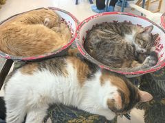 -平行世界·猫咖(首经贸店)