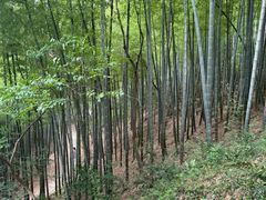 -上海佘山国家森林公园天马山园