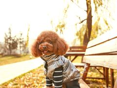 -超宠爱宠物摄影-Super pet
