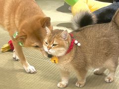 -逗柴咖啡屋·狗咖猫咖宠物桌游