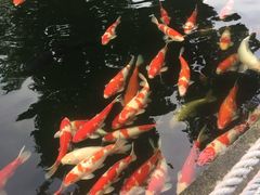 -湖鲜楼