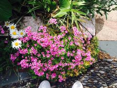 -上海东方佘山翰悦阁酒店·Vie全日制餐厅