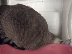 -瑞派·关忠动物医院·猫专科·犬专科(三环新城店)