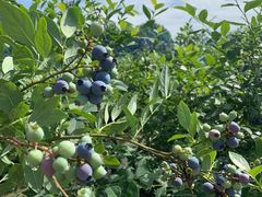 -金谷域澳洲庄园