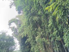 -云南勐巴娜西珍奇园