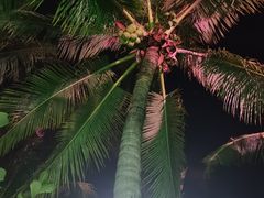 -三亚亚龙湾红树林度假酒店
