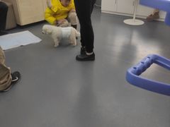 -爱侣宠医·鹦鹉专科·小型哺乳类·异宠专科(灵石路店)