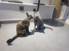 -琪喵猫屋·撸猫猫咖·猫舍