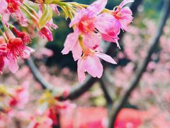 -狐尾山公园